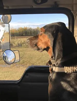 dog ramp for 18 wheeler